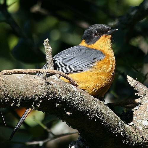 Chorister Robin-Chat (Cossypha dichroa)