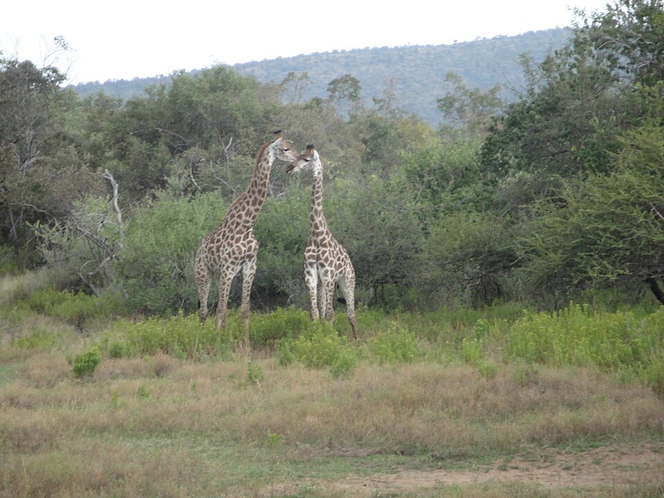 Mabalingwe Game Reserve, Limpopo