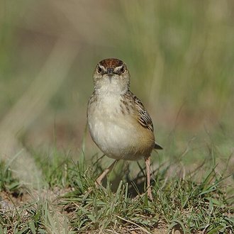 Cloud Cisticola (Cisticola textrix)
