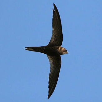 African Black Swift (Apus barbatus)