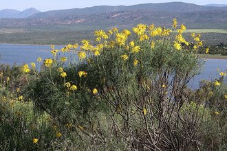 Ramskop Nature Reserve, Western Cape