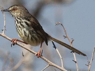 Karoo Prinia (Prinia maculosa)
