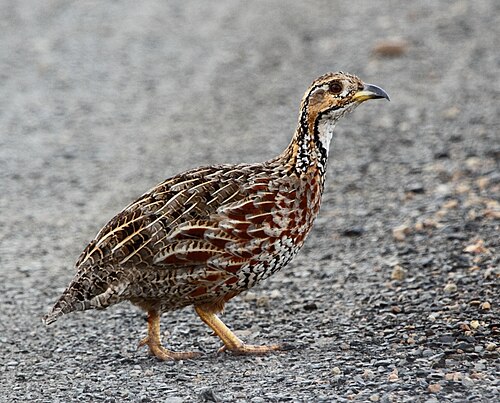 Shelley's Francolin (Scleroptila shelleyi)