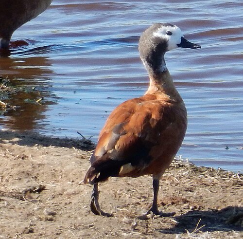South African Shelduck (Tadorna cana)