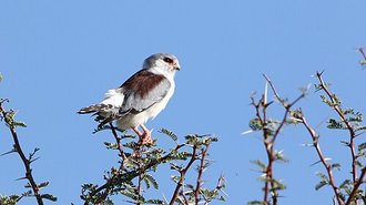 Pygmy Falcon (Polihierax semitorquatus)