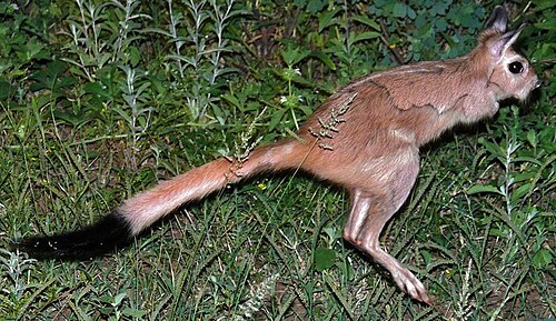 South African Spring Hare (Pedetes capensis)
