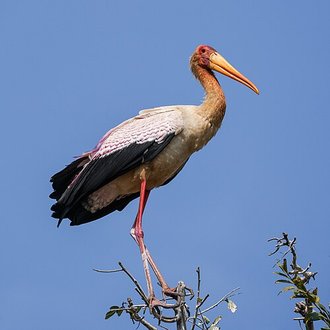 Yellow-billed Stork (Mycteria ibis)