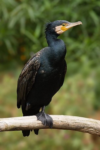 Great Cormorant (Phalacrocorax carbo)