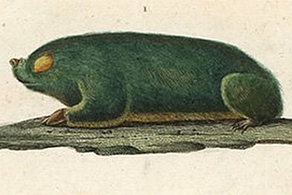 Cape Golden Mole (Chrysochloris asiatica)