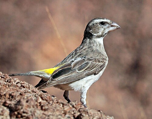 White-throated Canary (Crithagra albogularis)