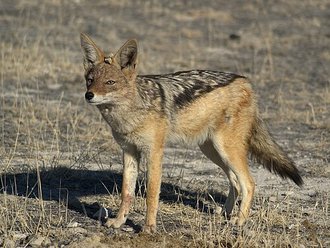 Black-backed Jackal (Canis mesomelas)