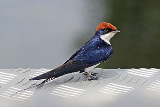 Wire-tailed Swallow (Hirundo smithii)