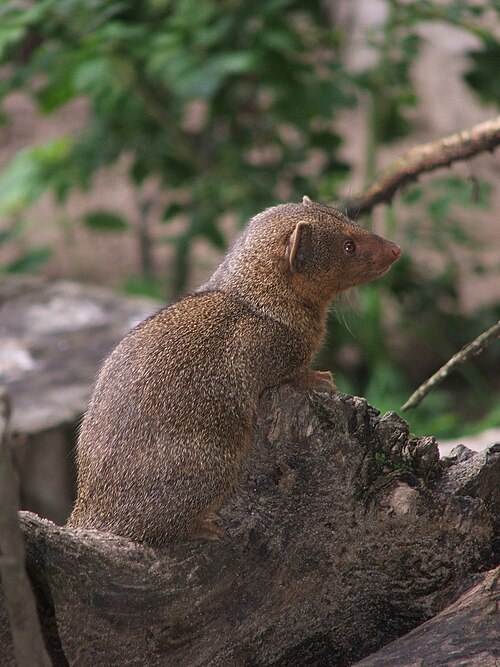 Common Dwarf Mongoose (Helogale parvula)
