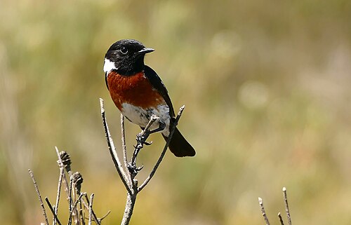 African Stonechat (Saxicola torquatus)
