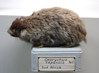Cape Mole-rat (Georychus capensis)