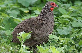 Swainson's Spurfowl (Pternistis swainsonii)