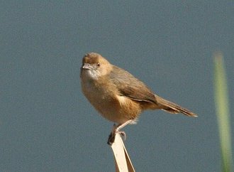 Red-faced Cisticola (Cisticola erythrops)