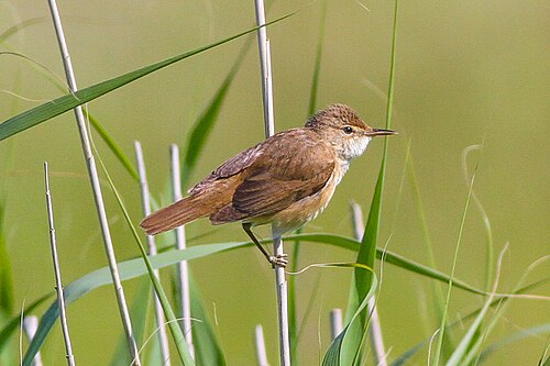 Eurasian Reed Warbler (Acrocephalus scirpaceus)