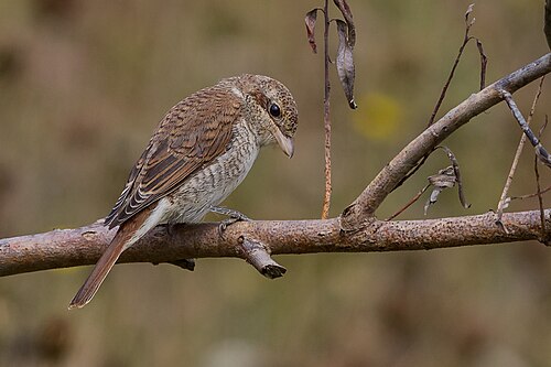 Red-backed Shrike (Lanius collurio)