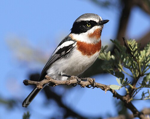 Chinspot Batis (Batis molitor)