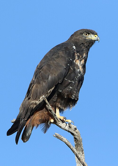 Jackal Buzzard (Buteo rufofuscus)