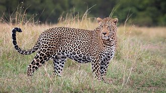 Leopard (Panthera pardus)