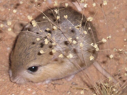 Cape Short-tailed Gerbil (Desmodillus auricularis)