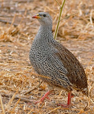 Natal Spurfowl (Pternistis natalensis)