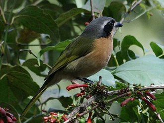 Olive Bushshrike (Chlorophoneus olivaceus)