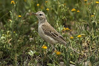 Plain-backed Pipit (Anthus leucophrys)