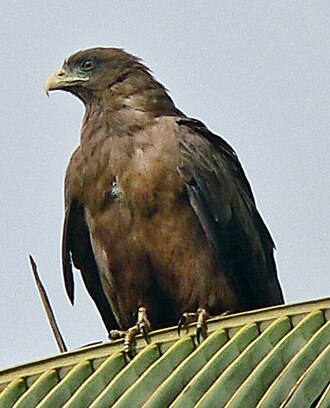 Yellow-billed Kite (Milvus aegyptius)