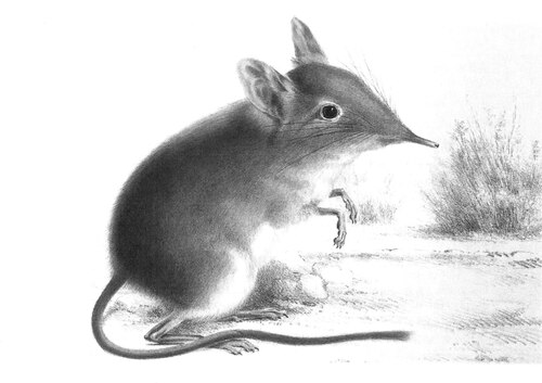 Cape Elephant Shrew (Elephantulus edwardii)
