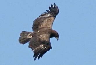 Lesser Spotted Eagle (Aquila pomarina)