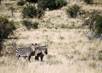 Mountain Zebra National Park, Eastern Cape