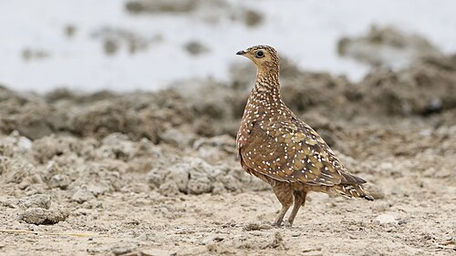 Burchell's Sandgrouse (Pterocles burchelli)