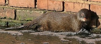 Marsh Mongoose (Atilax paludinosus)