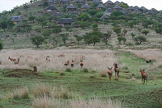 Kleinfontein, Limpopo