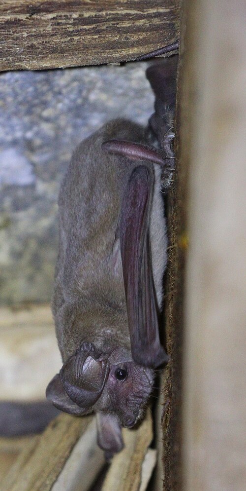 Egyptian Free-tailed Bat (Tadarida aegyptiaca)