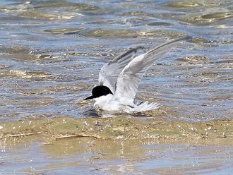 Damara Tern (Sternula balaenarum)