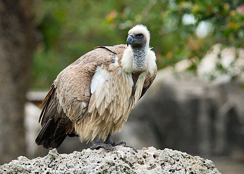 White-backed Vulture (Gyps africanus)