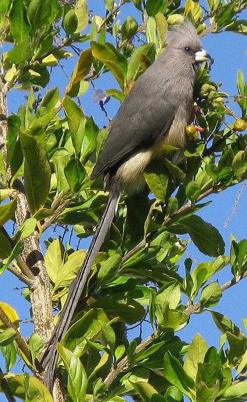 White-backed Mousebird (Colius colius)