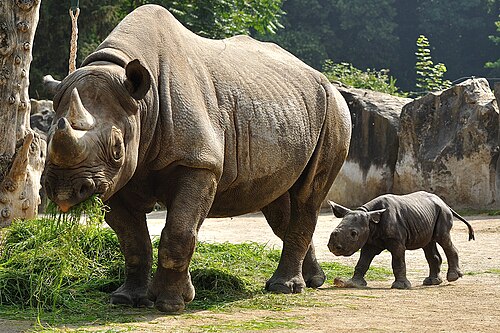 Black Rhinoceros (Diceros bicornis)