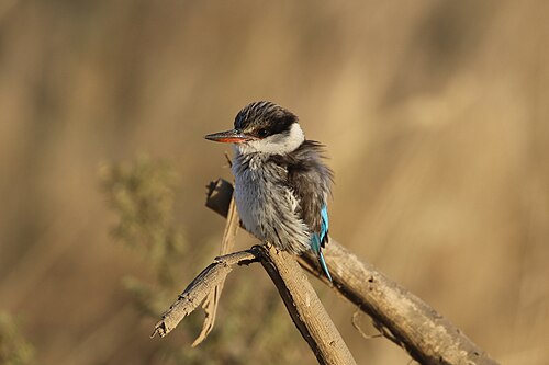 Striped Kingfisher (Halcyon chelicuti)