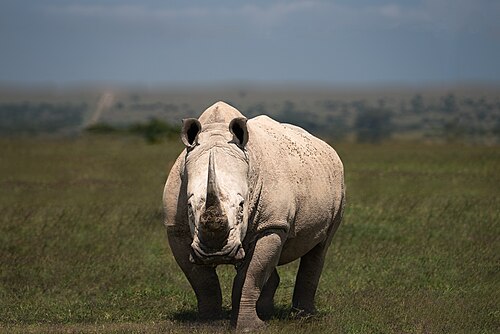White Rhinoceros (Ceratotherium simum)
