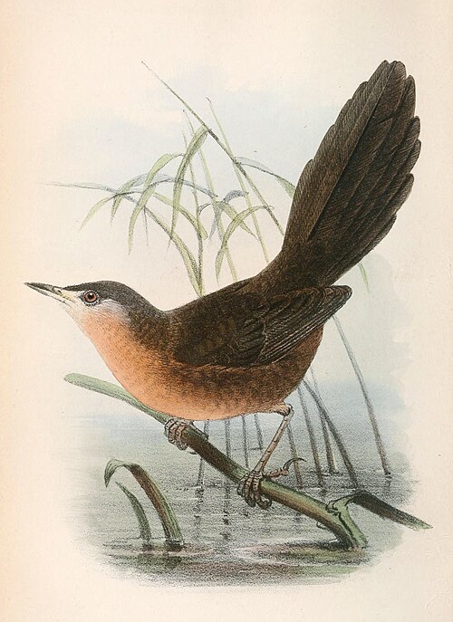Victorin's Warbler (Cryptillas victorini)