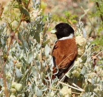 Black-headed Canary (Serinus alario)