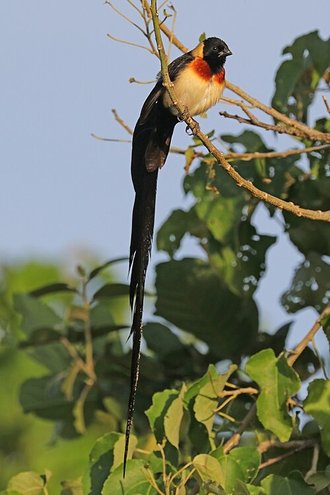 Long-tailed Paradise Whydah (Vidua paradisaea)