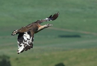 Denham's Bustard (Neotis denhami)