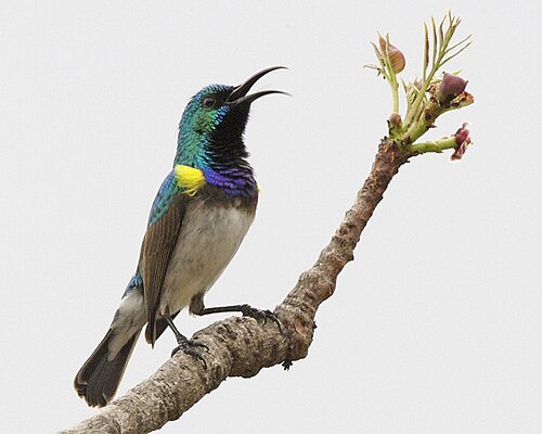 White-bellied Sunbird (Cinnyris talatala)