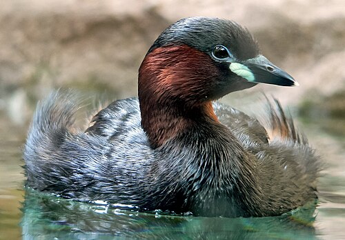 Little Grebe (Tachybaptus ruficollis)
